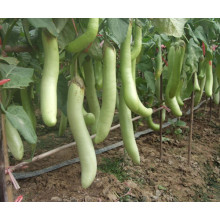 HE05 Sexiang lange grüne Hybrid Auberginen Samen